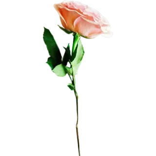 🥀 กุหลาบ, ดอกไม้, พืช, สีชมพู, บาน, ลายดอกไม้, ธรรมชาติ telegram sticker