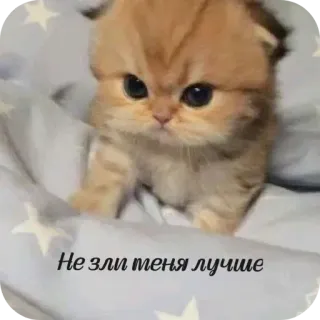 🐱 Не зли меня лучше whatsapp sticker