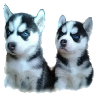 😀 anak anjing, husky, imut, anjing, hewan telegram sticker