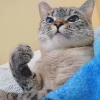 🎃 gato, animal, animal de estimação, fofo, felino whatsapp sticker