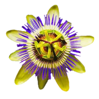 🌼 Blume, Passionsblume, Pflanze, Natur, Lila, Gelb telegram sticker