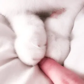 🌷 kat, poten, vinger, schattig, dier, huisdier telegram sticker