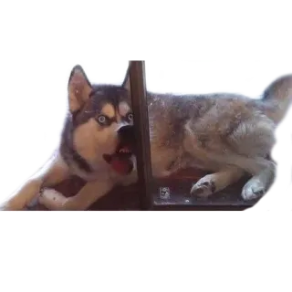 😛 Hund, Husky, Tier, Haustier telegram sticker