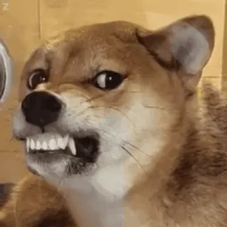⭐ 狗, 生气, 攻击性, 表情包, 动物, 宠物, 牙齿 whatsapp sticker