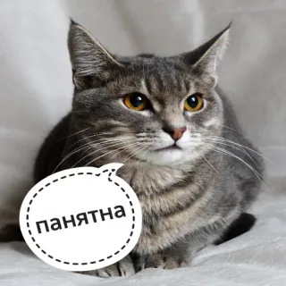😑 панятна gatto, gatto grigio, fumetto, testo russo, animale domestico, animale whatsapp sticker