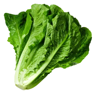 🍀 lechuga, verdura, ensalada, romana telegram sticker