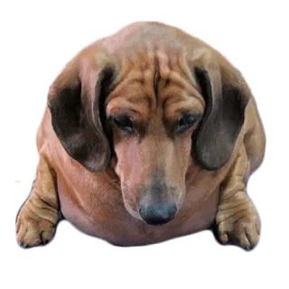 😢 cane, animale, animale domestico, bassotto, dachshund telegram sticker