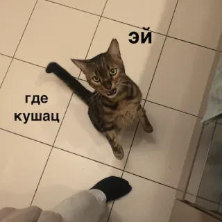 😡 эй где кушац แมว, สัตว์, สัตว์เลี้ยง, รัสเซีย, น่ารัก, อาหาร, คำถาม telegram sticker