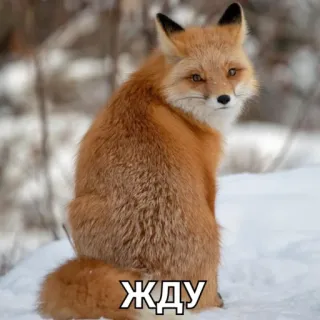 😉 ЖДУ raposa, animal, esperando, russo, inverno telegram sticker