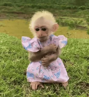 💅 macaco, vestido, animal, fofo, natureza, vida selvagem telegram sticker