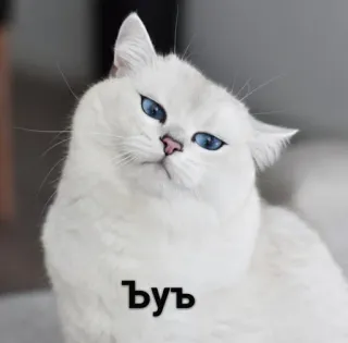 🤨 Вуу mèo, mèo trắng, dễ thương, động vật, vật nuôi, mắt xanh, thú cưng telegram sticker
