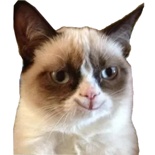 😊 Grumpy Cat gato, gruñón, animal, meme, mascota whatsapp sticker