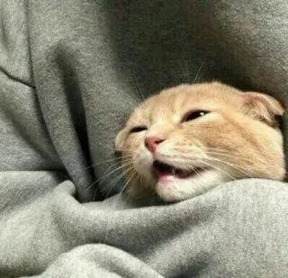 😩 gatto, animale, animale domestico, carino, felino telegram sticker