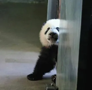😞 panda, animal, cute, wildlife, cub telegram sticker