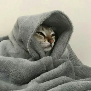 😴 gato, manta, acogedor, mascota, animal, lindo telegram sticker