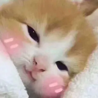 ☺️ 猫, 子猫, 可愛い, ペット, 動物 telegram sticker