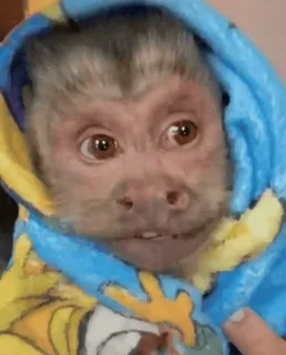 😀 mono, animal, lindo, mamífero, primate whatsapp sticker