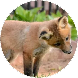 🦊 fuchs, tier, wildtier, säugetier, natur telegram sticker