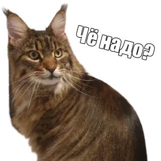 ❓ Чё надо? кот, мем, русский, вопрос, животное telegram sticker