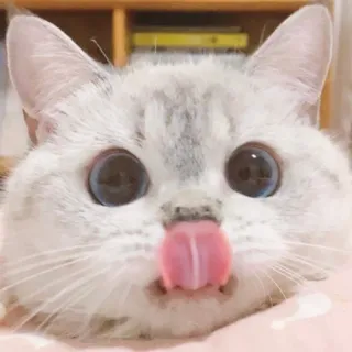 😛 cat, kitten, animal, pet, cute, funny, tongue whatsapp sticker