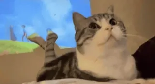 🌟 gato, animal, gato doméstico, animal de estimação, felino, fofo whatsapp sticker