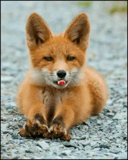 🍂 Fuchs, Tier, süß, Wildtier, Natur telegram sticker