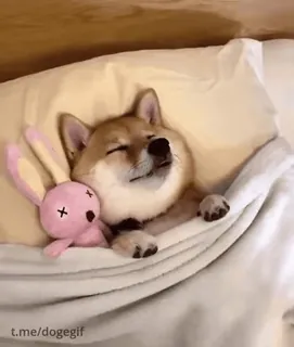 😂 t.me/dogegif doge, shiba inu, hund, schlafend, süß, hase, bett, telegram telegram sticker