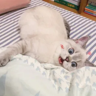 🐈 猫, 動物, ペット, 子猫, 可愛い whatsapp sticker