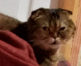 🏥 gato, animal, gato doméstico, animal de estimação telegram sticker