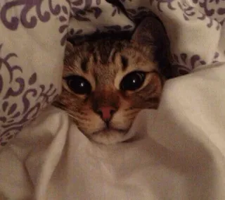 😴 кот, животное, питомец, милый, котенок whatsapp sticker