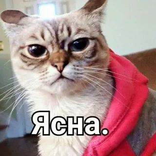 👍 Ясна. кот, мем, смешной, животное, питомец telegram sticker