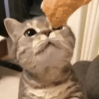 🧶 gato, gatito, comida, comiendo, lindo, animal whatsapp sticker