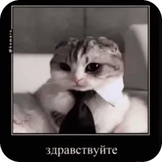 🤩 здравствуйте gatto, saluto, cravatta, formale, meme telegram sticker