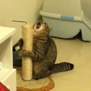 🚓 cat, scratching post, pet, animal, domestic cat whatsapp sticker