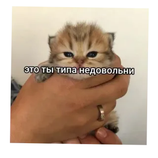 👍 это ты типа недовольны chaton, chat, mème, triste, mignon, animal telegram sticker