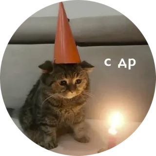 🎉 C AP kat, verjaardag, verdrietig, feestmuts, kaars whatsapp sticker