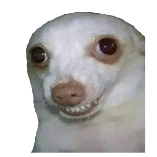 😌 Hund, Chihuahua, Meme, lustig, Tier, Haustier whatsapp sticker