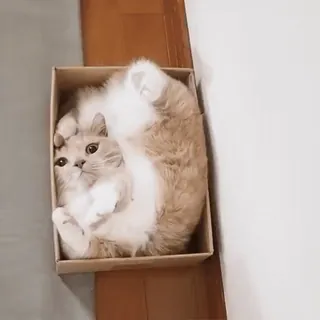 🎈 猫, 箱, ペット, 子猫, かわいい, 動物, ネコ科 telegram sticker