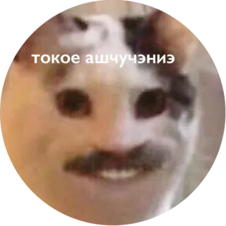 ⚪️ такое ашчучэниз whatsapp sticker