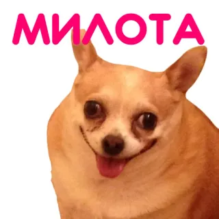 ☺️ МИЛОТА dog, chihuahua, cute, animal, pet, smile telegram sticker