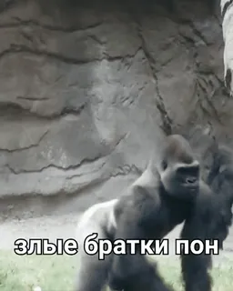 🐒 злые братки пон 고릴라, 유인원, 동물, 밈 whatsapp sticker