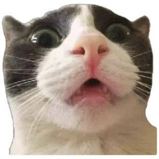 😸 cat, funny, meme, shocked, surprised, animal, pet, expression telegram sticker