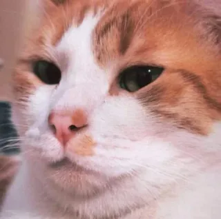 🤥 cat, animal, domestic cat, pet, feline whatsapp sticker