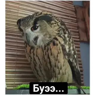 🤢 Буээ... owl, bird, disgusted, vomit, reaction, funny, nature telegram sticker