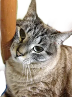 😒 cat, pet, animal, domestic cat, mammal telegram sticker