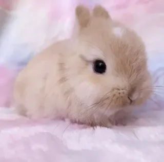 🌟 bunny, rabbit, cute, animal, pet, small, fluffy whatsapp sticker