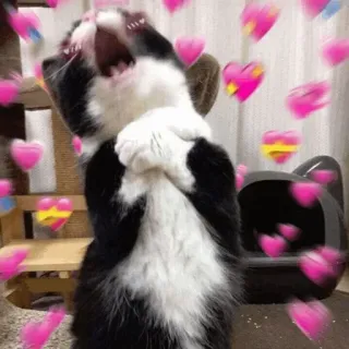 🌿 mèo, yêu, trái tim, dễ thương, meme, âu yếm telegram sticker