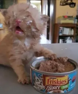 😵‍💫 Friskies EXTRA GRAVY Paté 子猫, 猫, 食べ物, フリスキー, ペット, 動物, グレービーソース, パテ telegram sticker