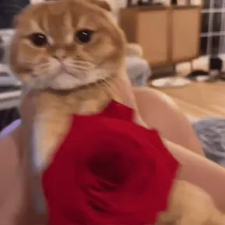 🌹 cat, rose, animal, cute, pet, flower, red whatsapp sticker