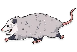🏃‍♂️ опоссум, животное, милый, сумчатый, дикая природа whatsapp sticker
